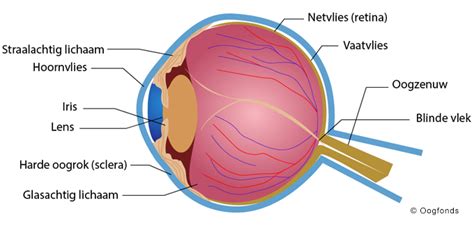 Illustratie van de anatomie van het oog met de conjunctiva gemarkeerd