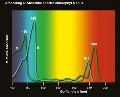 Grafiek die de absorptie van lichtspectra door planten laat zien.