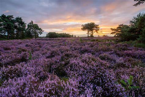 Dromend op de heide: paarse tinten en gouden ochtendlicht