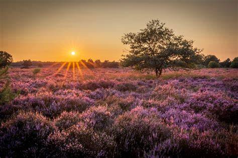 Paarse heidevelden en ochtendmist