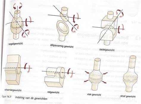 Illustratie: Schematische indeling van verschillende brugtypes en bewegingen