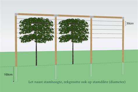 Infographic: Tips voor het kiezen en onderhouden van leibomen langs een schutting