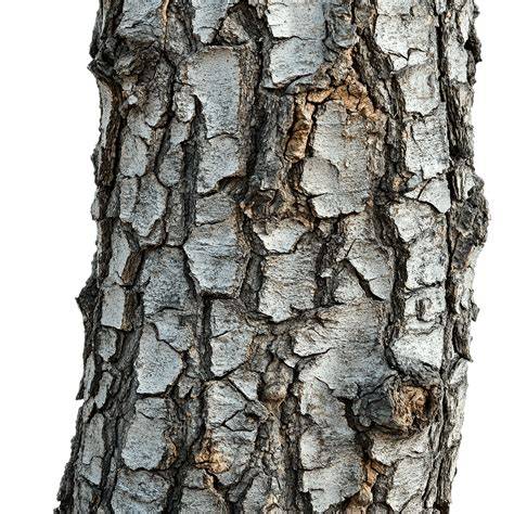 boom-textuur-details.png