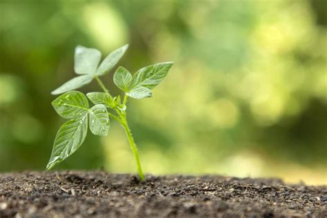 Afbeelding van wandplank met seizoensdecoratie en planten