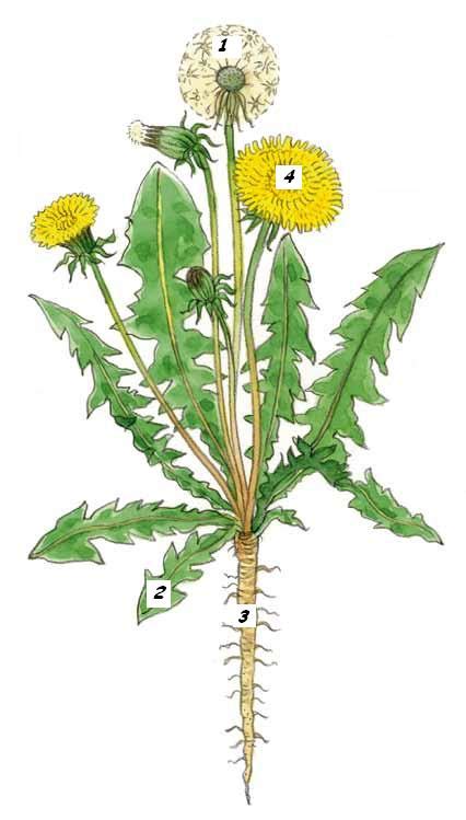Illustratie van de verschillende delen van een paardenbloem, inclusief bladeren en wortel
