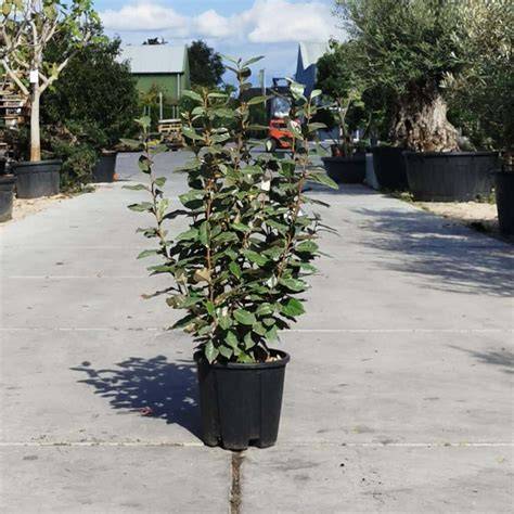 Infographic: groeivormen en toepassingen van Elaeagnus ebbingei als haag, windscherm en solitaire plant