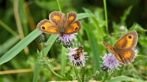 Diagram: Bijen, vlinders en vogels als gemeenschap rondom Elaeagnus ebbingei