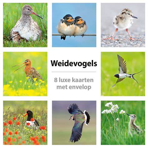 Verkoopafbeelding: Leveringsopties en betalingsmogelijkheden