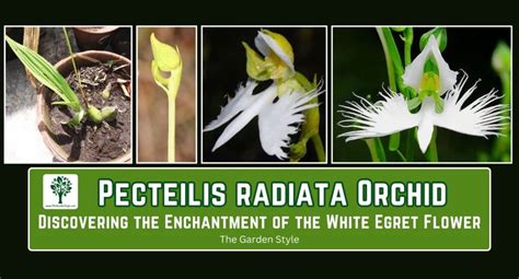 Informatieve illustratie: substraatopties voor Pecteilis radiata