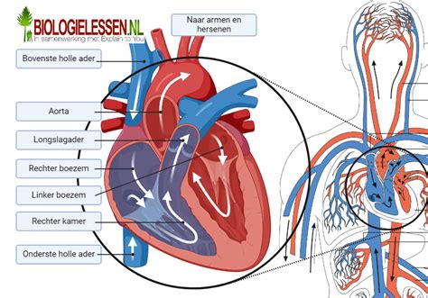 Infografiek: Anatomie van het hart en bloedsomloop