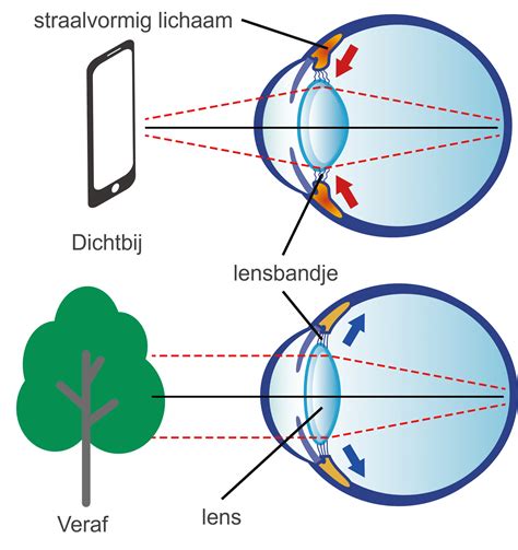 Infographic: werking daglichtsysteem met lenzen en glasvezel