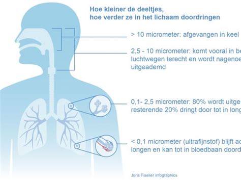 Figuur: Verdeling van fijn en ultrafijn stof in de luchtwegen