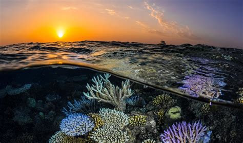 Onderwaterfoto van koraalriffen in de Rode Zee