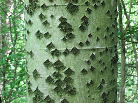 Close-up van de schors van de Witte Abeel met ruitvormige tekeningen