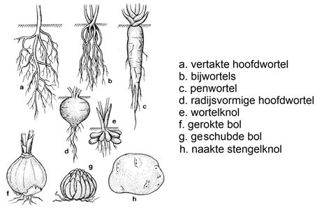 Schematische weergave van het brede wortelstelsel van de Witte Abeel