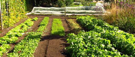 Kaart van De Moestuin en omgeving