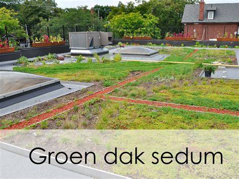 Infographic: kostenraming Groen dak per type