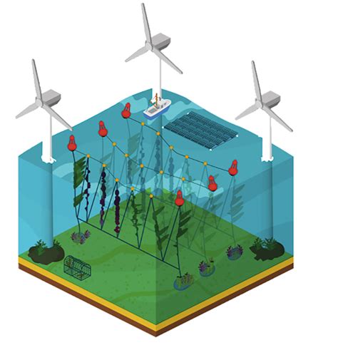 Diagram: Multi-use zeeboerderij naast windmolenpark