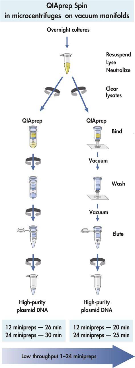 Diagram plasmide-isolatie: miniprep tot maxiprep