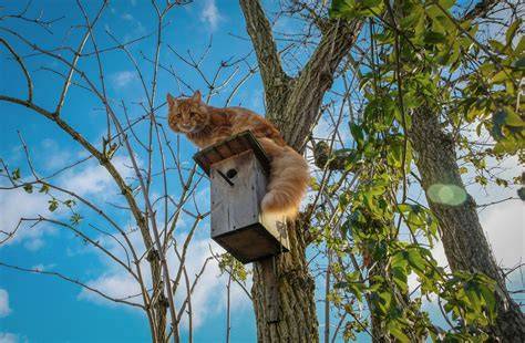 Kleine openingen in nestkasten beschermen tegen katten