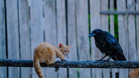 Kat huisdieren als jagers: risico voor vogels