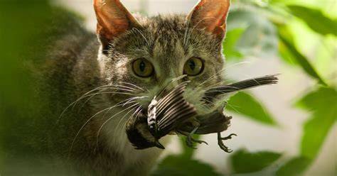 Katten binnenhouden voor vogelveiligheid