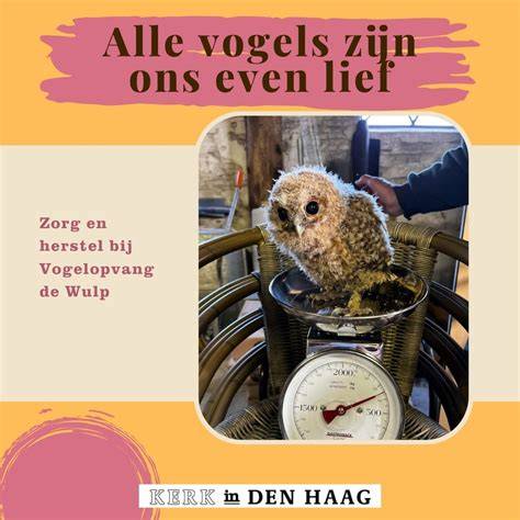 Richtlijnen voor noodgevallen bij gewonde vogels