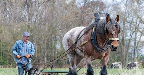 Een trekpaard aan het werk op het land, getooid met tuigage.
