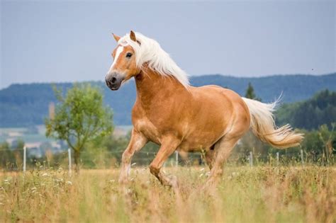 Een Haflinger paard, bekend om zijn betrouwbaarheid en rustige aard.