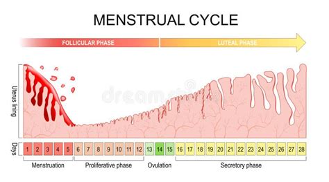 Informatieve illustratie over de menstruatiecyclus.