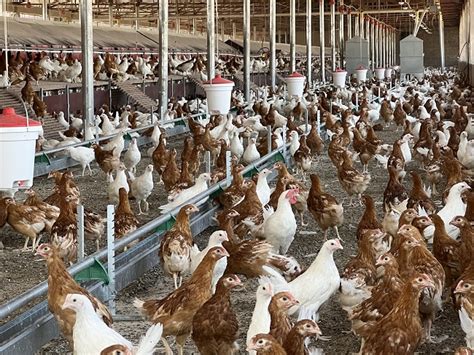 Illustratie van een modern pluimveebedrijf