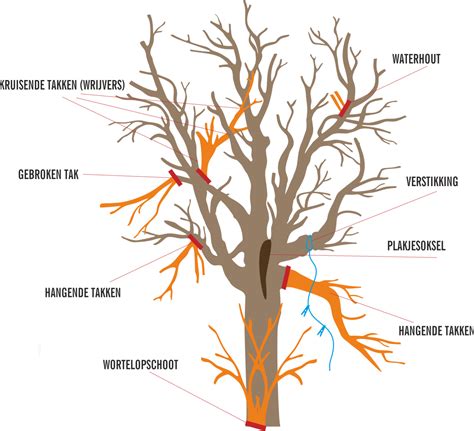 Schema dat de verschillende takken van Van de Gevel Agro Service weergeeft