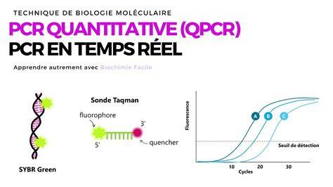 Infographic: principe van qPCR en Ct-waarde