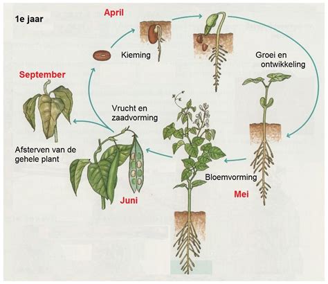 Diagram dat de stappen van de Bumblebee hoekafdichting illustreert, van sjabloonplaatsing tot afwerking met kit.