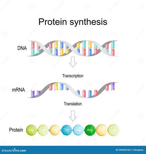 Illustratie: aminozuren en eiwitsynthese