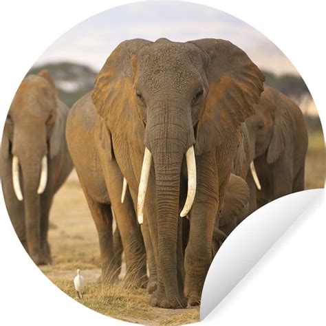 Collage van verschillende olifanten muurstickers, inclusief opties met naam en safari thema