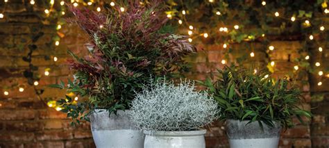 Potten met kerstgroen in de tuin
