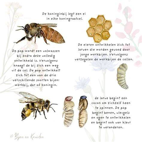 Infographic: Levenscyclus van hommels en bijen in de kozijncontext