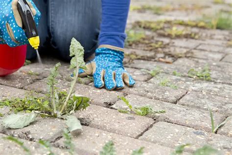 Illustratie van onkruid dat tussen terrastegels groeit