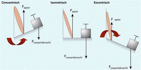 Infographic over excentrische, concentrische en isometrische contractie met fasen en voorbeelden