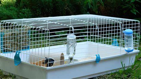 Infographic: ideale afmetingen en indeling van een cavia kooi met rond dak