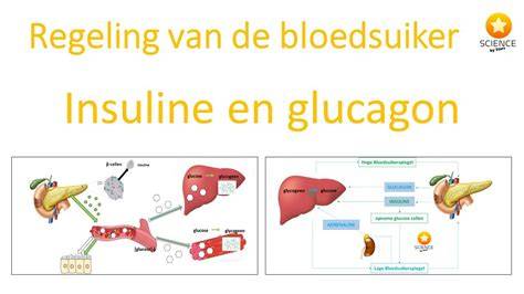 Infographic: Vergelijking van raamisolatie opties en hun werking