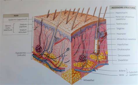 Diagram van kiezelbak en afvoerlayout