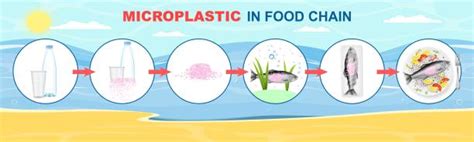 Infographic: microplastics in water en voedselketen