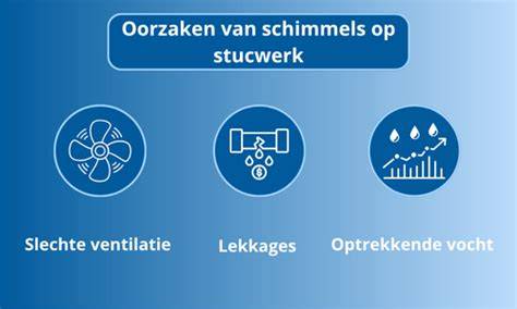Infographic: Oorzaken van schimmel op stucwerk en preventieve maatregelen