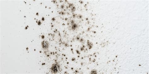 voorbeeld zwarte schimmel op plafond