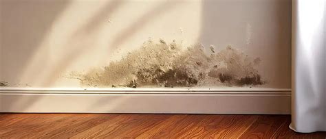 Illustratie van schimmelvorming door vocht