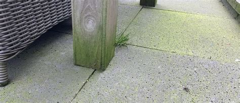 Dakkapel met groene aanslag en schimmel