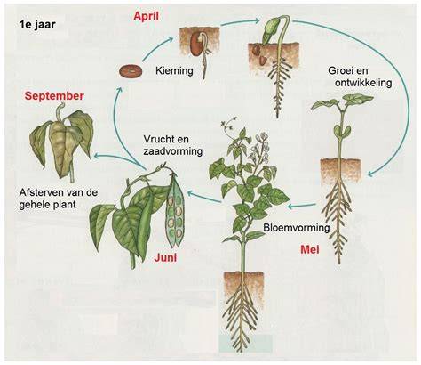 Diagram: Kostensamenstelling bij bestratingsprojecten