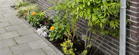 Stappenplan voor de aanleg van een geveltuin